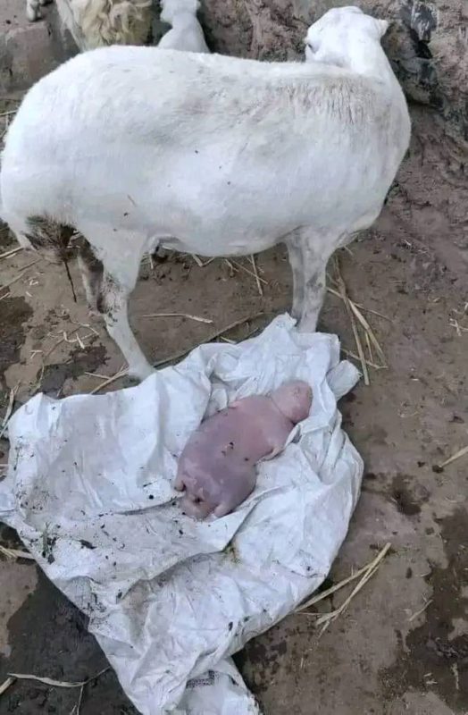 توضيح مهم.. ما التفسير العلمي لولادة نعجة على شكل طفل بشري في لحج؟