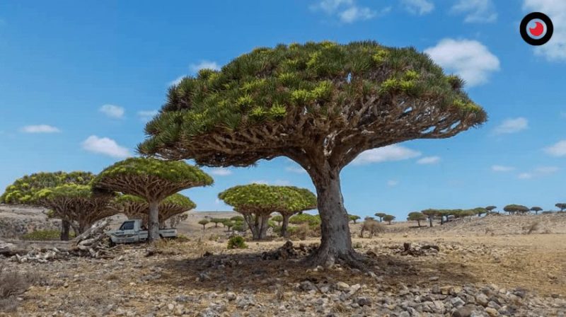 “هيكلة القبائل”.. تعصف بسقطرى