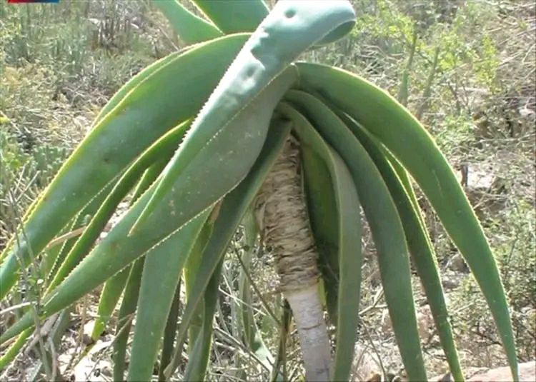 مأساة في تعز: وفاة 4 أفراد من أسرة واحدة بسبب تناول شجرة سامة