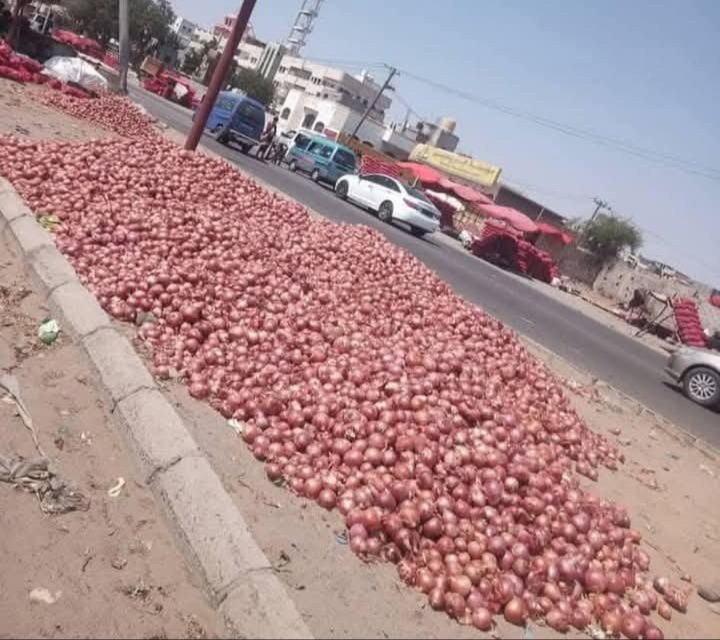 بصل لحج يتلف على الأرصفة.. مزارعون يستغيثون لإنقاذ محصولهم