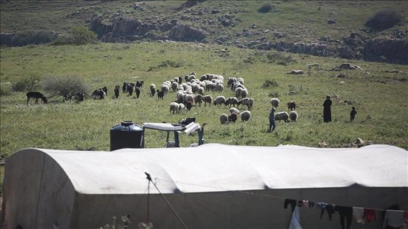 مستوطنون يقتحمون مراعي فلسطينية ويسممونها جنوب الضفة