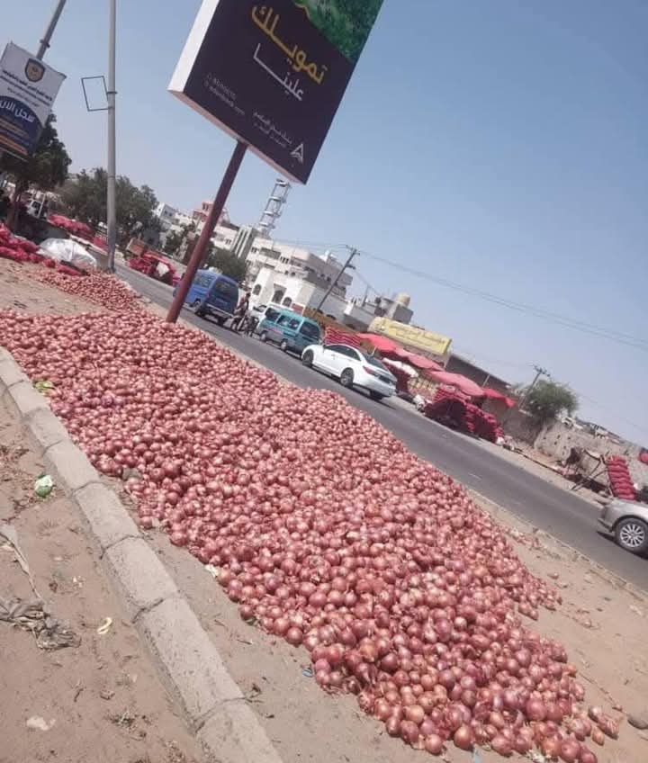 لحج.. مزارعو البصل يواجهون مخاطر تهدد مصدر دخلهم ويناشدون السلطات