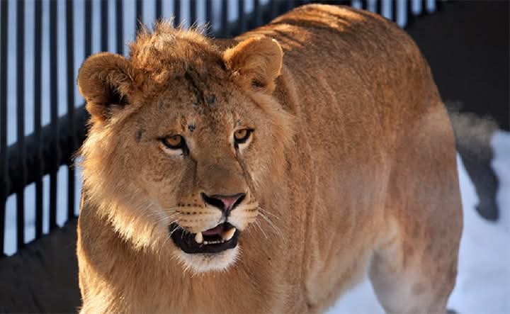 وسط إهمال متعمد.. نفوق “لبوة” من حديقة الحيوان في إب