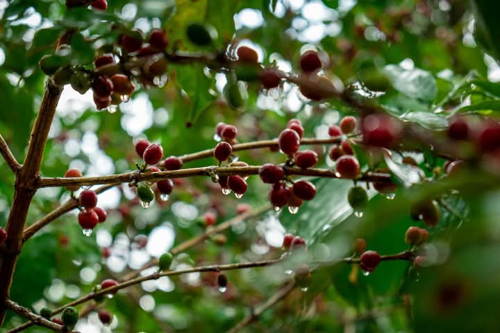 اليمن يسلم “اليونسكو” ملف “البن” لإدراجه ضمن قائمة التراث العالمي