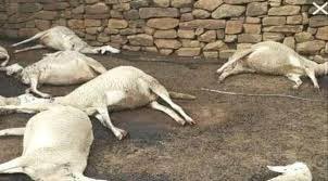 لحج.. وباء يفتك بحياة المواشي في طورالباحة وسط صمت الجهات المختصة