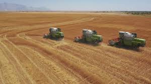 انطلاق موسم الحصاد الشتوي للقمح في الجوف بإنتاجية قياسية.
