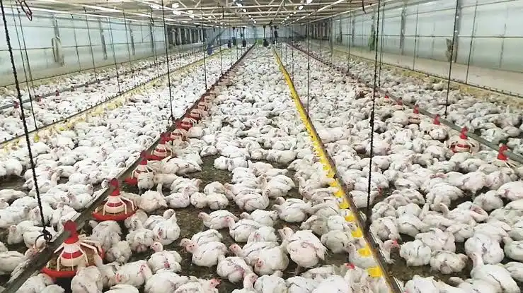 تعز: ارتفاع جنوني في أسعار الدواجن خلال رمضان.