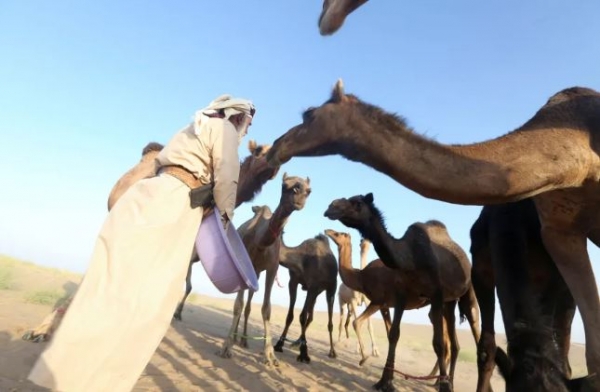 اليمن: الألغام الأرضية تشكل تهديدا لرعاة الإبل وقطعانهم