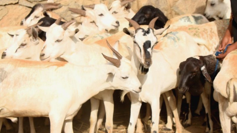 لحج: نفوق أكثر من 160 رأس ماشية غرقًا قبالة رأس العارة في طريقها إلى جيبوتي