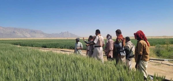 الفاو: تراجع إنتاج الحبوب في اليمن 13 بالمئة