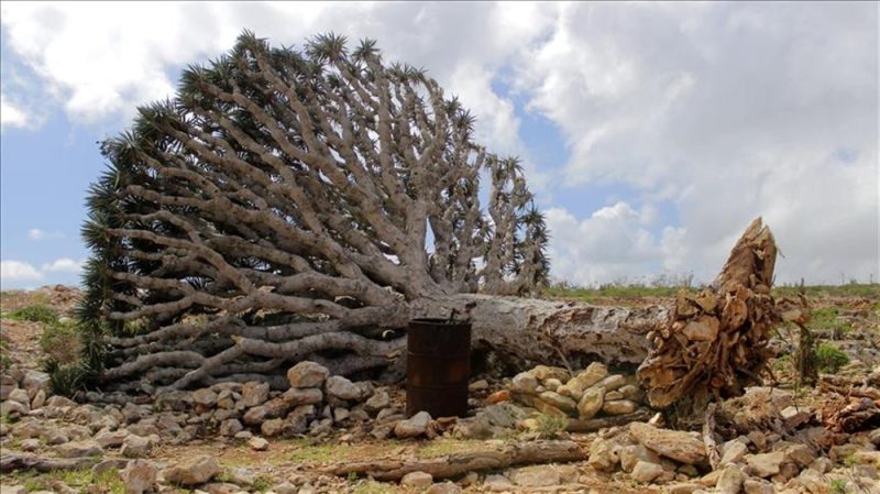 تحذيرات من إزالة #سقطرى من قائمة التراث العالمي بسبب “انتهاكات إماراتية”