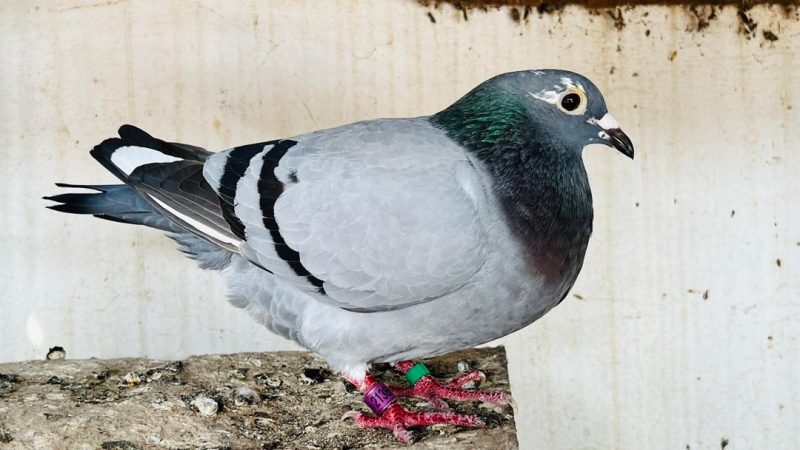 اليمن يحقق رقماً قياسياً في سباق الحمام الزاجل: طائر يعود من المهرة إلى عدن في نفس اليوم