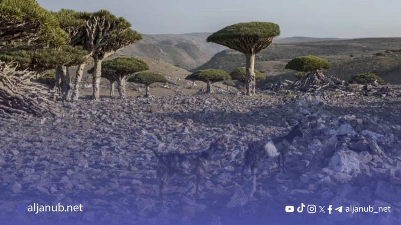 وكالة أسوشيتد برس: أشجار تفوق الخيال صمدت لقرون.. العلماء قلقون بشأن مستقبلها في سقطرى