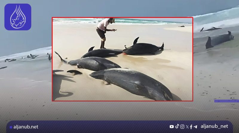 توجيهات بتحقيق عاجل في نفوق جماعي للدلافين بسقطرى.. والسلطات ترجح أسباباً طبيعية