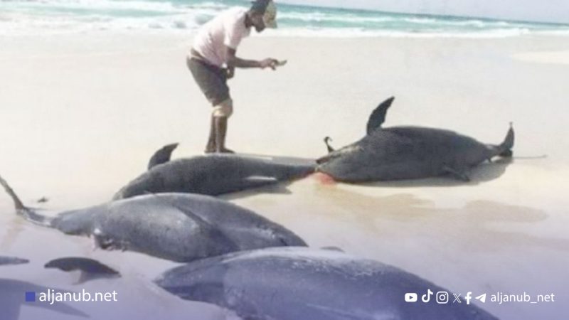 سقطرى: نفوق أكثر من 70 دلفيناً يُنذر بكارثة بيئية تهدد الجزيرة
