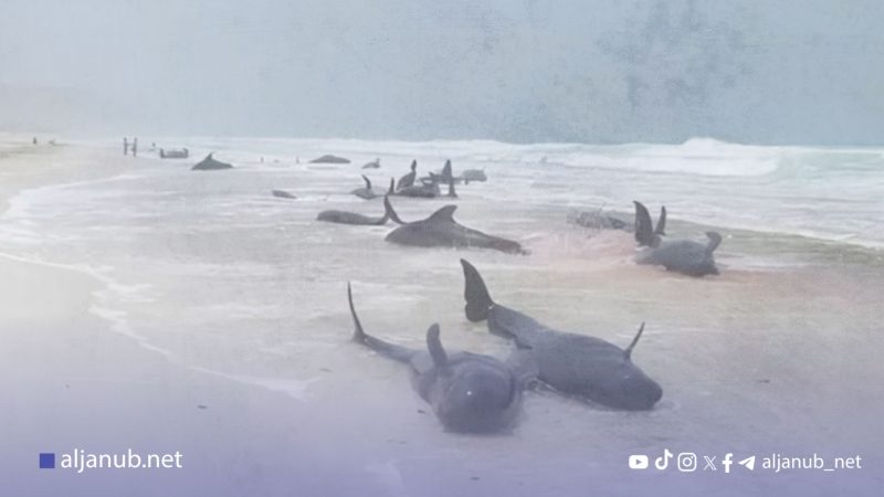 نفوق دلافين سقطرى: دراسة حديثة تحدد عوامل بيئية وجغرافية معقدة وتدخلات بشرية