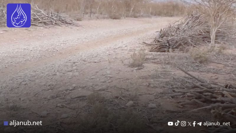 شركة المثلث الإماراتية ترفع أسعار الغاز المنزلي في سقطرى وتجبر السكان على قطع الأشجار النادرة للطهي