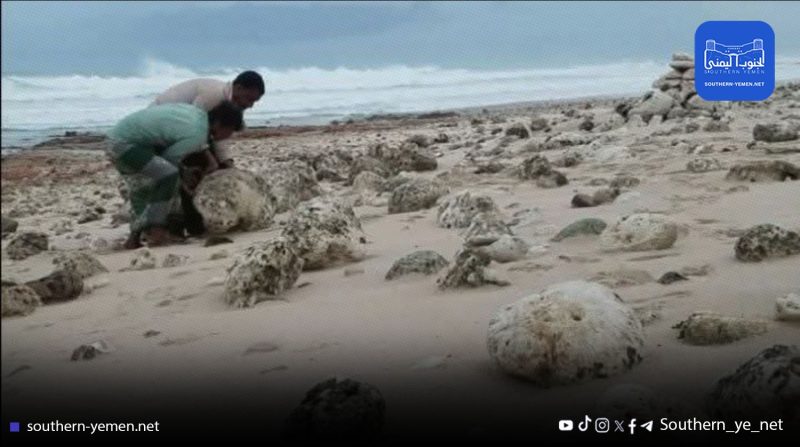 تقارير تكشف عن عمليات نقل غير قانونية للشعاب المرجانية من سقطرى إلى الإمارات