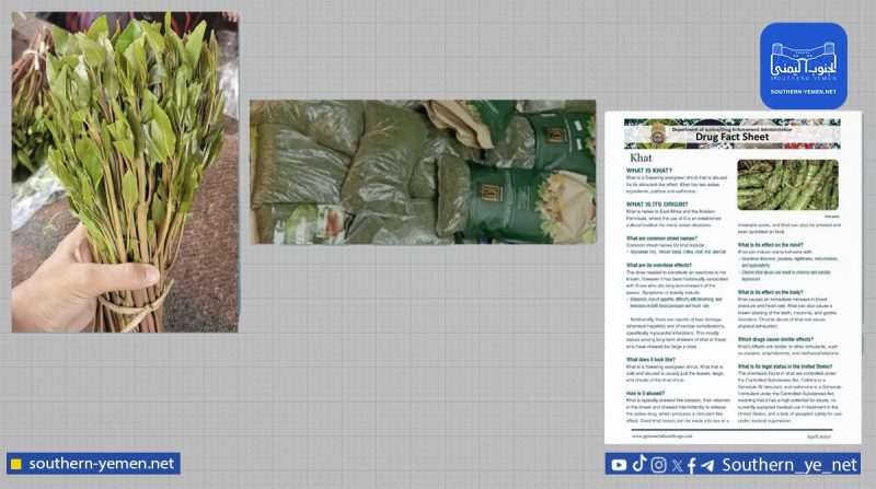 الكشف عن دور إسرائيلي خفي في تمرير القات اليمني إلى الولايات المتحدة