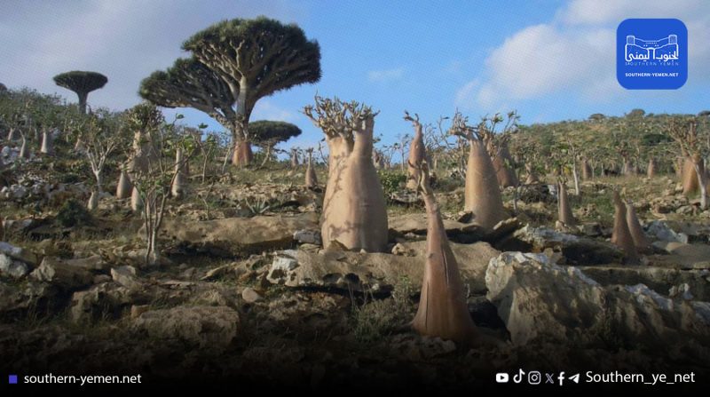 شجرة دم التنين في سقطرى على حافة الانقراض بسبب تغير المناخ وغياب الحماية