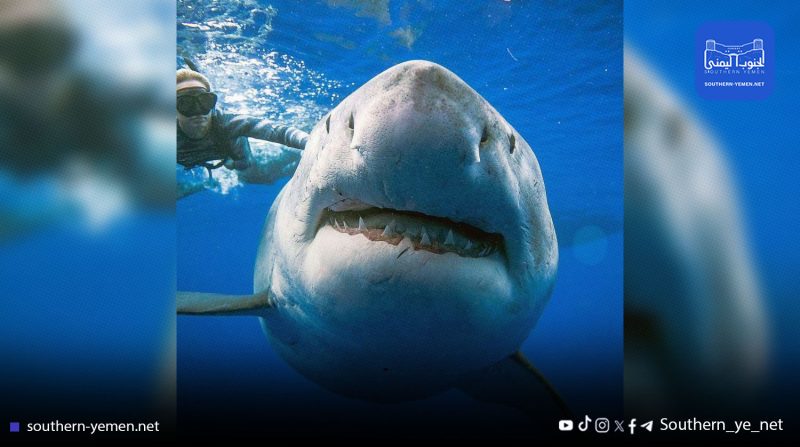 عدن.. ظهور سمكة قرش ضخمة بين خورمكسر والبريقة تثير الرعب بين السكان