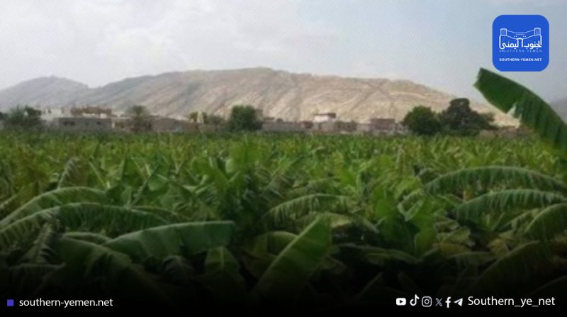 حريق هائل يلتهم مزارع الموز في أبين وسط محاولات محلية للسيطرة