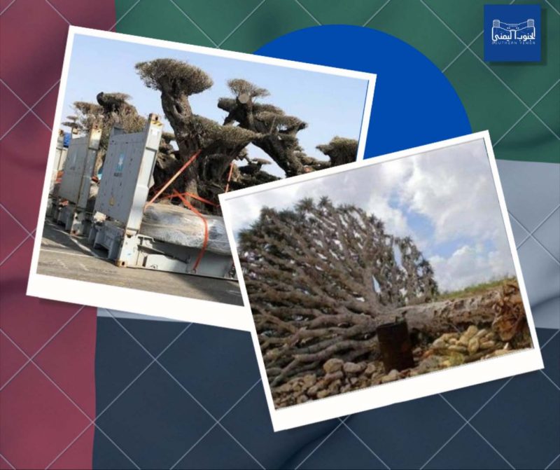 الأعاصير والاستنزاف الإماراتي يدفعان دم الأخوين نحو الانقراض!