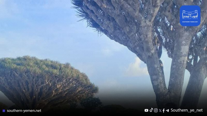 سقطرى تحترق بصمت…عبث سياحي ومشاريع إماراتية تهدد كنز اليمن الطبيعي