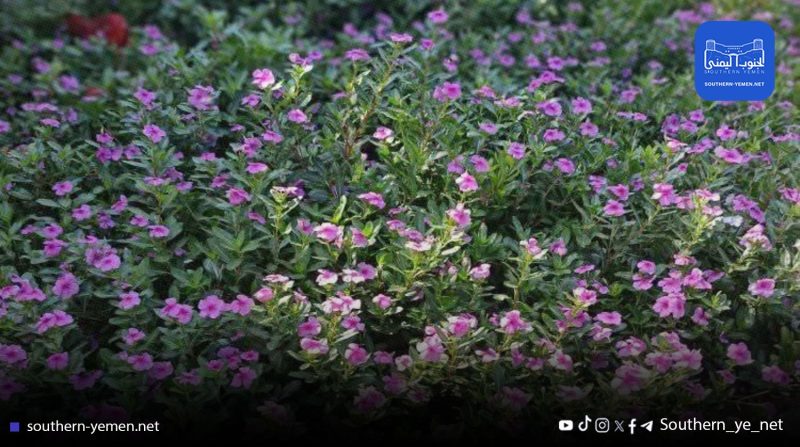 “قنبلة بيئية” في سقطرى.. نباتات إماراتية غازية تهدد كنوز الجزيرة العالمية