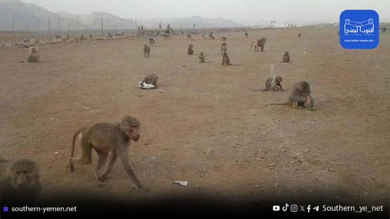 البيضاء..اعتداء نادر من القرود يتسبب في نفوق أكثر من مائة رأس من الأغنام