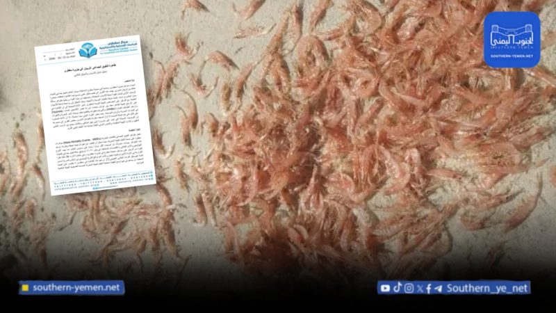 من الدلافين إلى الروبيان.. هل دخلت سقطرى مرحلة الخطر البيئي؟