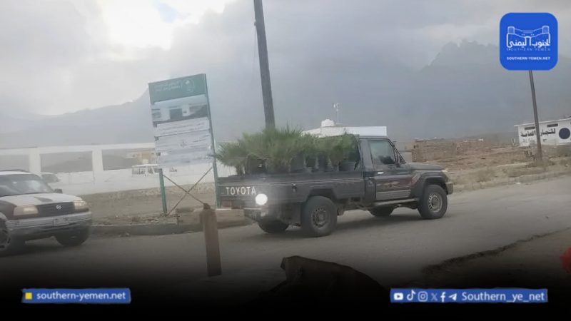 تحذيرات بيئية من خطر الأشجار الدخيلة في سقطرى ومطالبات بإتلافها