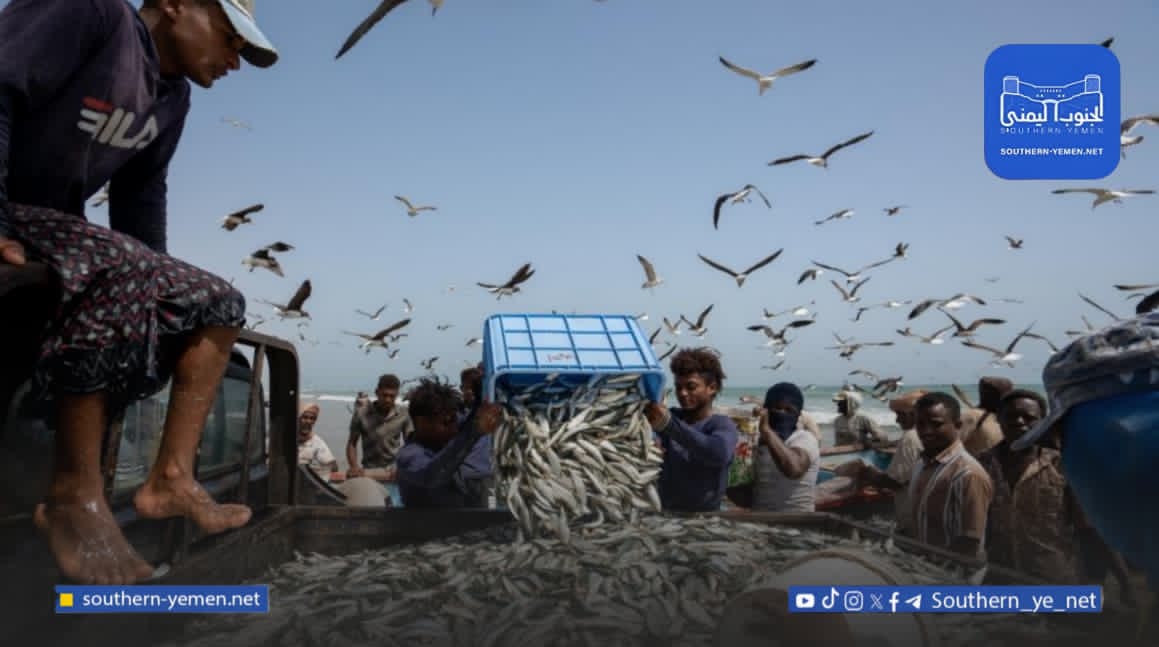 تحقيق استقصائي يكشف مسارات إماراتية في استنزاف السردين اليمني وتحويله إلى سلعة تصدير