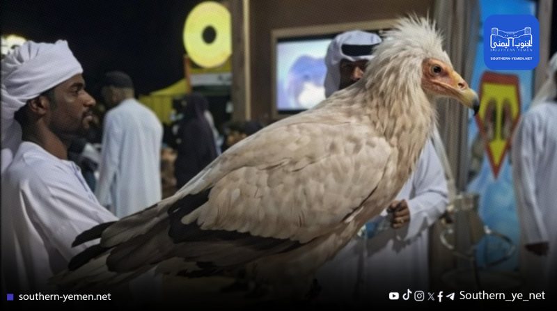 تقارير بيئية تتهم القوات الإماراتية بتهريب طيور نادرة من سقطرى إلى أبوظبي