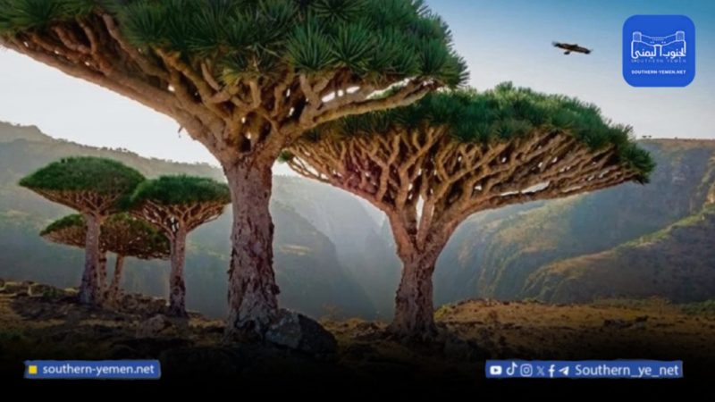 سقطرى تستعد للاحتفاء بيوم اللغة السقطرية مطلع مارس