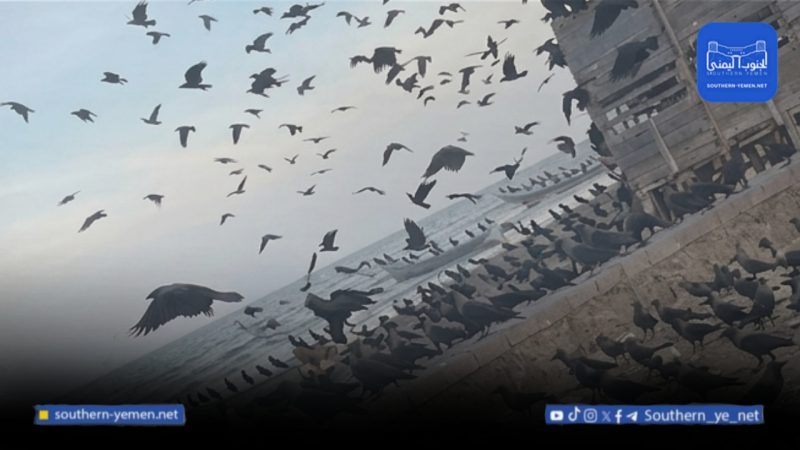 حملة شعبية لقنص الغربان في عدن تثير جدلاً بيئياً وسط غياب المعالجات الرسمية